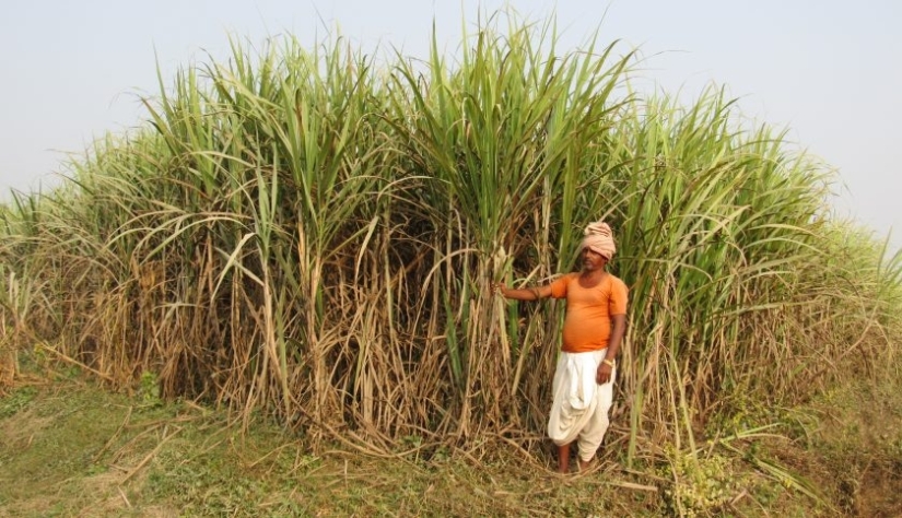 उखु खेतमै सुक्न थालेपछि किसान चिन्तित